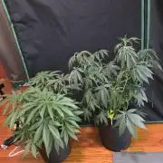 Straw-Trop Cherry Strng Seeds