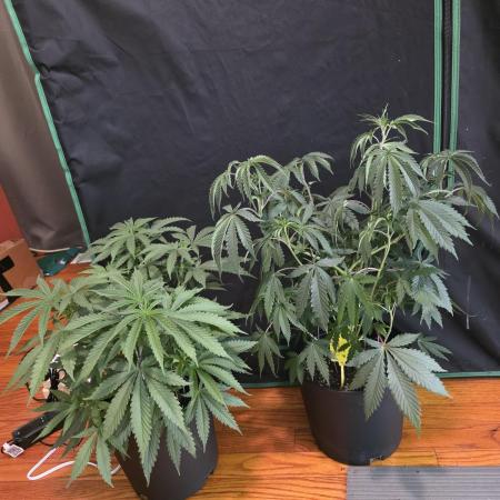 Straw-Trop Cherry Strng Seeds