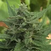 Whorled Phyllotaxy-Hawaiian Snow auto