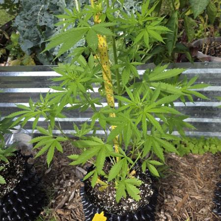 Purple Hulk Auto