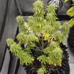 Auto Black Opium 🏆 2025 🏆