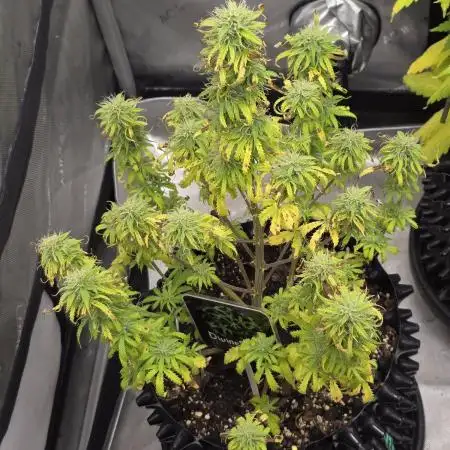 Auto Black Opium 🏆 2025 🏆