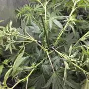 Strawberry Cadillac-Strng Seeds