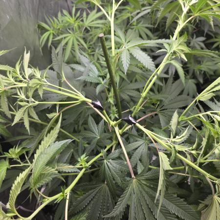 Strawberry Cadillac-Strng Seeds