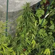 White Widow X Crystal Meth Outside 2026