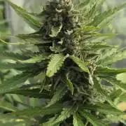 Amnesia auto Outside 2026 SeedSupreme