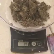 Apricot Auto-Fast Buds