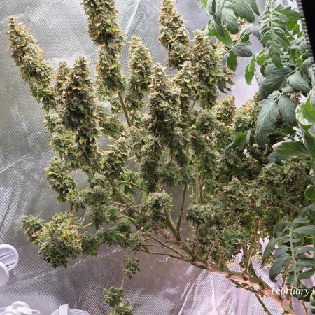 NYC Diesel (was Hey Abby)