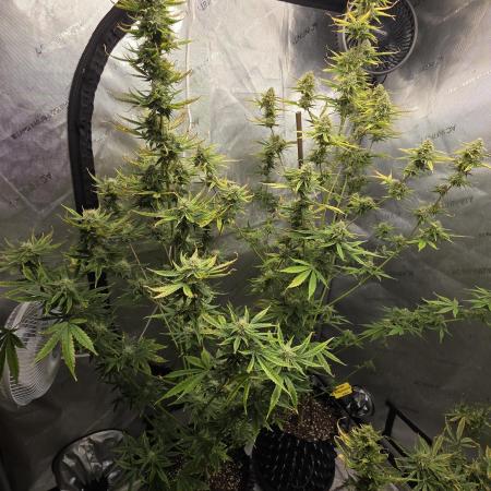 Sunset Sherbet auto