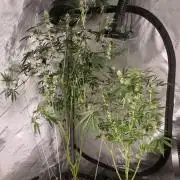 Straw-Trop Cherry Strng Seeds