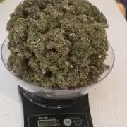 White Widow X Crystal Meth Outside 2026