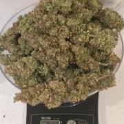 NYC Diesel (was Hey Abby)