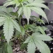 Auto Wappa