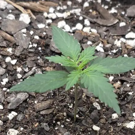 Mystic Gorilla by @Homegrown Cannabis