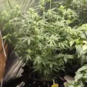 Tutankhamon Fast-Nokotech Simplex
