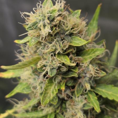 White Widow X Crystal Meth Outside 2026