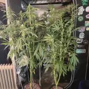 Strawberry Cadillac-Strng Seeds