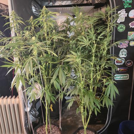 Strawberry Cadillac-Strng Seeds