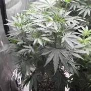 Straw-Trop Cherry Strng Seeds