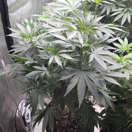 Straw-Trop Cherry Strng Seeds