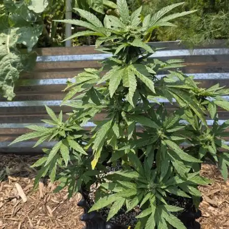 Sour Jealousy FB 2025 Outdoor Grow