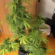 White Widow X Crystal Meth Outside 2026