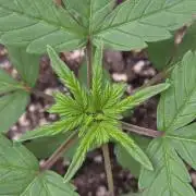 Whorled Phyllotaxy-Hawaiian Snow auto