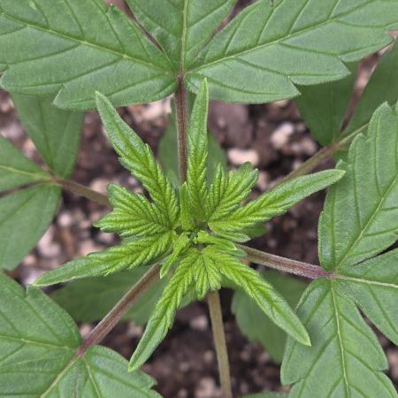 Whorled Phyllotaxy-Hawaiian Snow auto