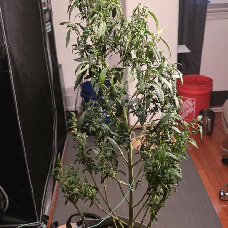 NYC Diesel (was Hey Abby)