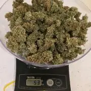 Auto Wappa