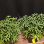 Strawberry Cadillac-Strng Seeds