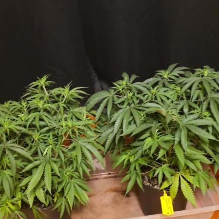 Strawberry Cadillac-Strng Seeds