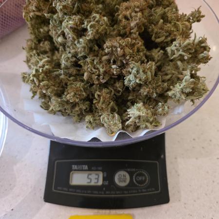 Frostbanger Auto ( 2502 tester)