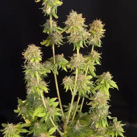 Fat Bastard Auto