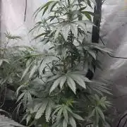 Strawberry Cadillac-Strng Seeds