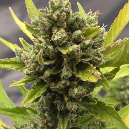 Wedding Cake auto  2026 Outside Grow