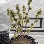White LSD Auto