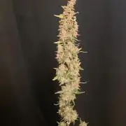 Apricot Auto-Fast Buds