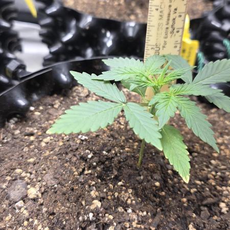 Godfather OG-MSNL