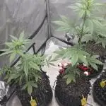 Apricot Auto-Fast Buds