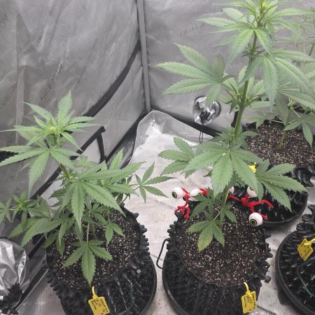 Apricot Auto-Fast Buds