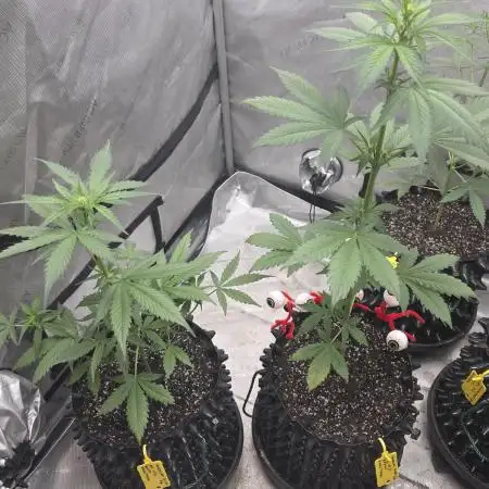 Apricot Auto-Fast Buds