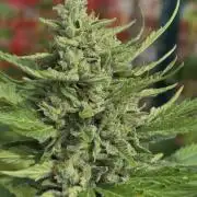 Amnesia auto Outside 2026 SeedSupreme