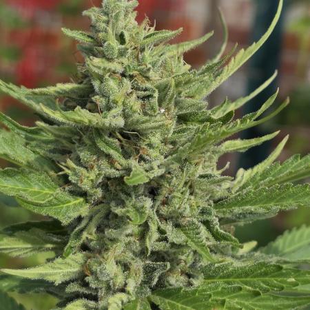 Amnesia auto Outside 2026 SeedSupreme