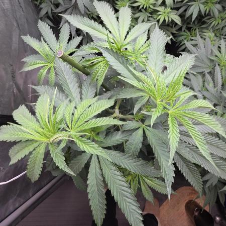 Strawberry Cadillac-Strng Seeds