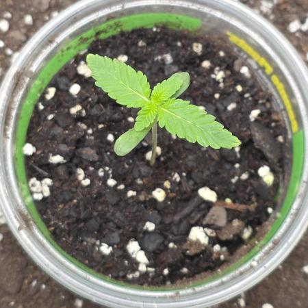 Hey Abby - SeedSupreme
