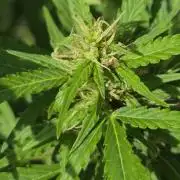White Widow X Crystal Meth Outside 2026