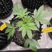 Sunset Sherbet auto