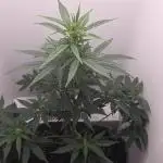 Hey Abby - SeedSupreme