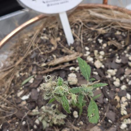 Basket Case 🏆Divine auto 2025